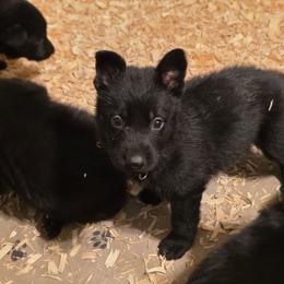 Black - Black male German Shepherd puppy in Roy, Washington from Diwaids Working German Shepherd Dogs