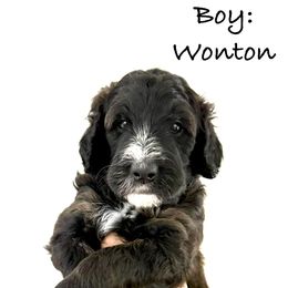 Bernedoodle Puppies from Triple W Doodles