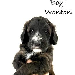 Bernedoodle Puppies from Triple W Doodles