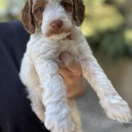 Rookie - Parti male Goldendoodle puppy in Escalon, California from Miley&Co.