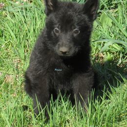 German Shepherd Puppies from Parsons German Shepherds