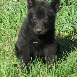 German Shepherd Puppies from Parsons German Shepherds