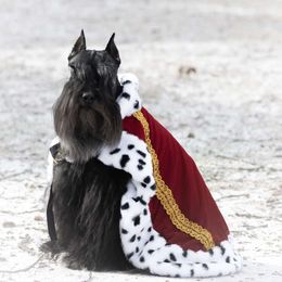 Baby Cas - Miniature Schnauzer