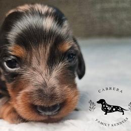 Vinny - Dapple male Dachshund puppy in Modesto, California from Cabrera Family Kennels