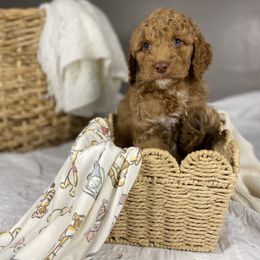 Goldendoodle Puppies from Joe and Dogs