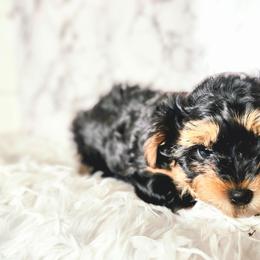 Ajax - Black and tan male Yorkshire Terrier puppy in Sachse, Texas from Ella's Designer Yorkies