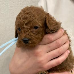 Penny - Aqua Collar - Red female Cavapoo puppy in Ferndale, Washington from Cavakennels.pnw