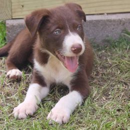 Duke - White and red male Border Collie puppy in Hull, Texas from Simmons Toy Aussies and Border Collies