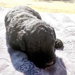 Apollo (wDave) - Blue male Poodle puppy in Meadowbrook, California from Standard Poodle Pups