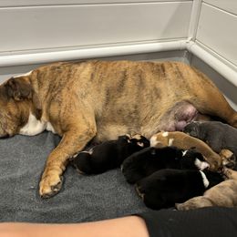 Bernedoodle and Bulldog Puppies from BreDoodles English Bulldogs & Bernedoodles