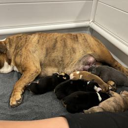 Bernedoodle and Bulldog Puppies from BreDoodles English Bulldogs & Bernedoodles