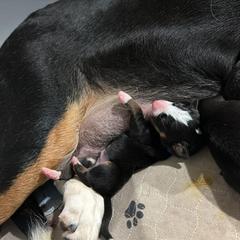 Boy 2 - Black, white and red male Greater Swiss Mountain Dog puppy in Knoxville, Maryland from Dahlgren Swissys