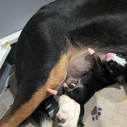 Boy 2 - Black, white and red male Greater Swiss Mountain Dog puppy in Knoxville, Maryland from Dahlgren Swissys