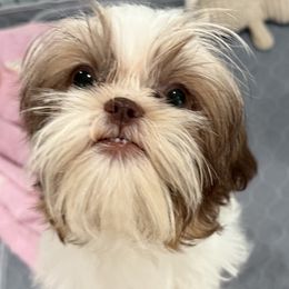Ginger - Red and white female Shih Tzu puppy in Stafford, Virginia from Bayview Pups