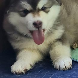 Jinx, yellow collar - Red and white female Alaskan Malamute puppy in Grayson County, Virginia from River Bend Malamutes
