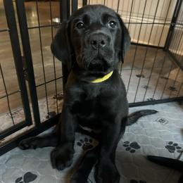 Filly - Black female Labrador Retriever puppy in Social Circle, Georgia from Triple L Labs & Co.