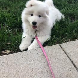 Samoyed Puppies from Cascade Samoyeds