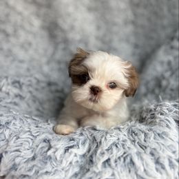 Gothel  AKC - Tricolor female Shih Tzu puppy in Las Vegas, Nevada from Vegas Shih Tzus
