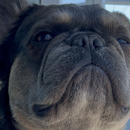 French Bulldogs from Los Angeles, France