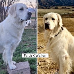 Golden Retriever puppies from The Golden Virtues