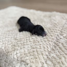 Black and cream brindle - Black and cream male Dachshund puppy in Crestview, Florida from Neverending Dachies