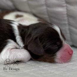 Cherish - Chocolate female Cavapoo puppy in Beckley, West Virginia from By Design Doodles
