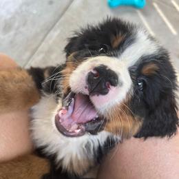 Bernese Mountain Dog Puppies from Alpen Daydream Bernese