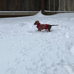 Dachshund Puppies from MNE Miniature Dachshunds