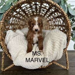 Goldendoodle Puppies from Life_on. Paws