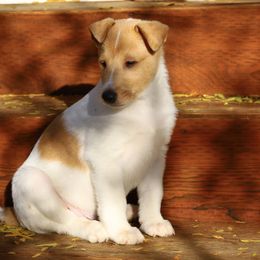 Percy - White male Collie puppy in Nine Mile Falls, Washington from Glenelg Collies