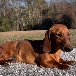 Tilly - Dachshund