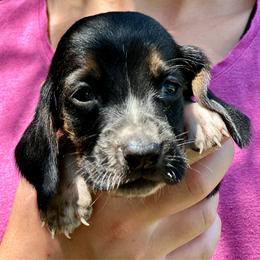 Male 2 - Black brown and white male Basset Hound puppy in Lindley, New York from Hill Top Basset Hounds & Cane Corso