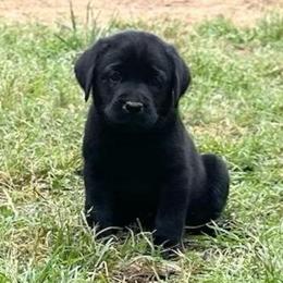 Opal - Black female Labrador Retriever puppy in Rock Hill, South Carolina from North Star Retrievers