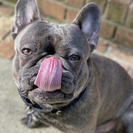 Ace - French Bulldog