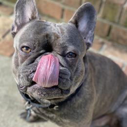 Ace - French Bulldog