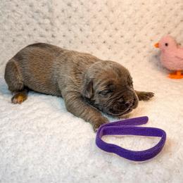 Purple Collar - Gray and fawn female Cane Corso puppy in Catawba, North Carolina from Catawba Cane Corso
