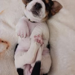 Basset Hound Puppies from Snellgrove Farms