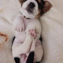 Basset Hound Puppies from Snellgrove Farms
