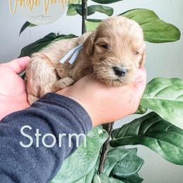 Storm - Cream male Goldendoodle puppy in Jacksonville, Florida from First Coast Goldendoodles