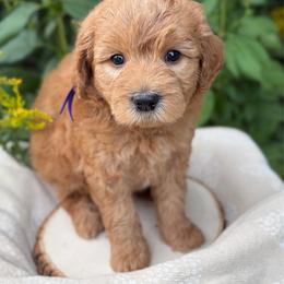 Prescott - Red  female Goldendoodle puppy in Zeeland, Michigan from Dandelion Lane Doodles