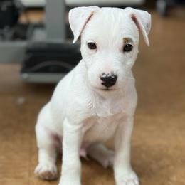 Polar - Tri-color male Jack Russell Terrier puppy in Yakima County, Washington from Saddle Rock Kennels