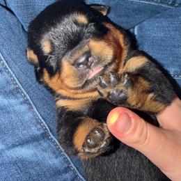 4th pick Female - Black and mahogany female Rottweiler puppy in Fredericktown, Missouri from Obsessions Rottweiler