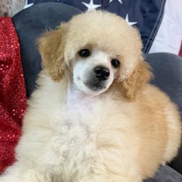 Pink Collar Girl - Cream female Poodle puppy in Kingston, Oklahoma from Tribal Poodles