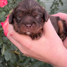 Jazzy - Chocolate female Cavalier King Charles Spaniel puppy in Caldwell, Idaho from Treasure Valley Poodles