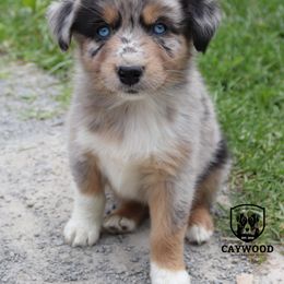 Kentucky - Blue merle Australian Shepherd puppy in Kentucky from Caywood Aussies