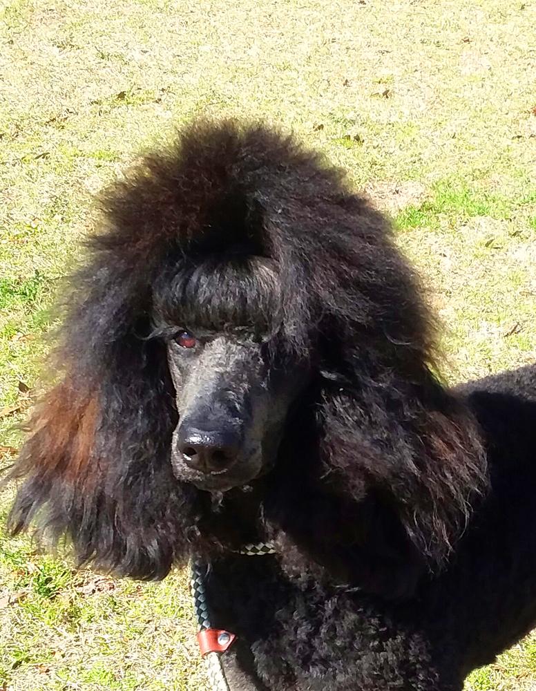 Scarlett - Poodle