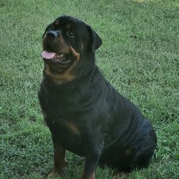 Rottweilers from Malina Robens