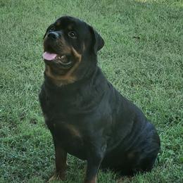Rottweilers from Malina Robens