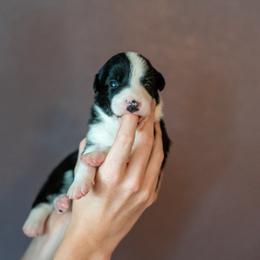 Border Collie, Papillon, Sporty Mix, and Whippet Puppies from Old Hemp Border Collies / Open Horizon Sport Dogs