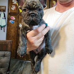 French Bulldog Puppies from Danielle's Frenchies